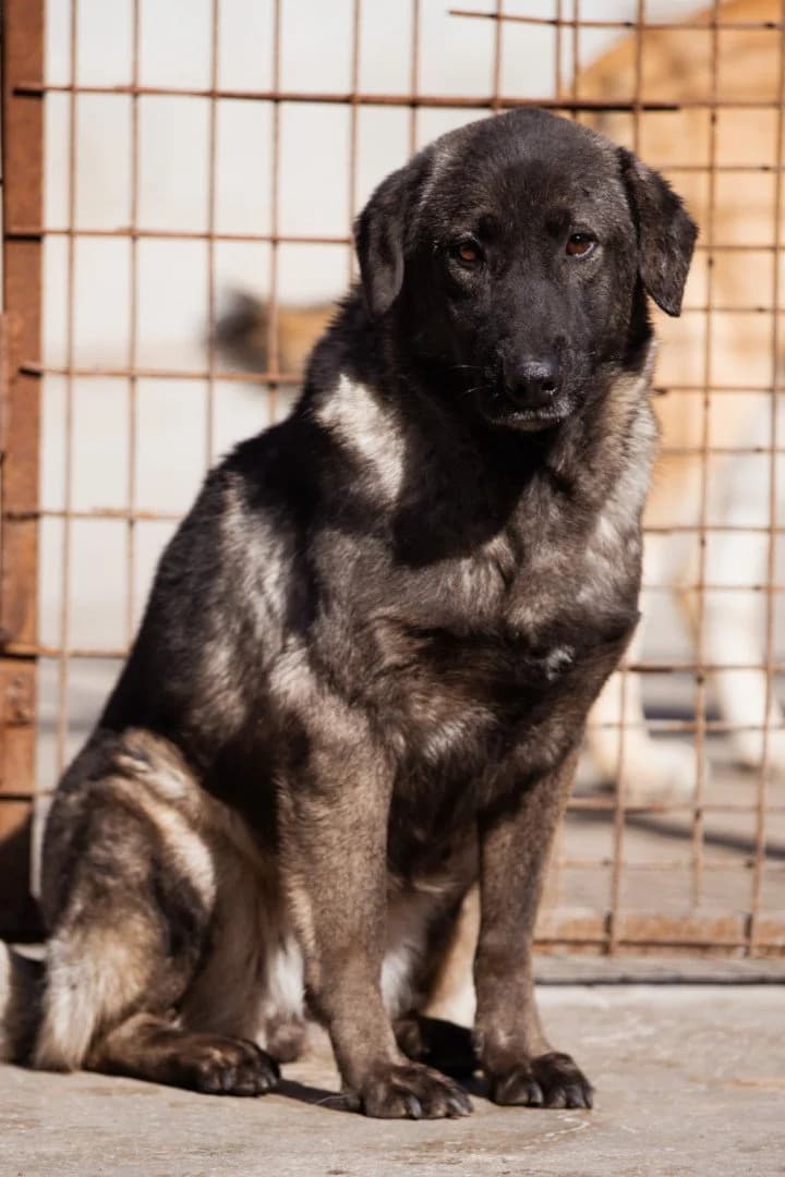 Viva, female 3yo Mixed Breed for adoption at Hands4Animals e.V., Töging