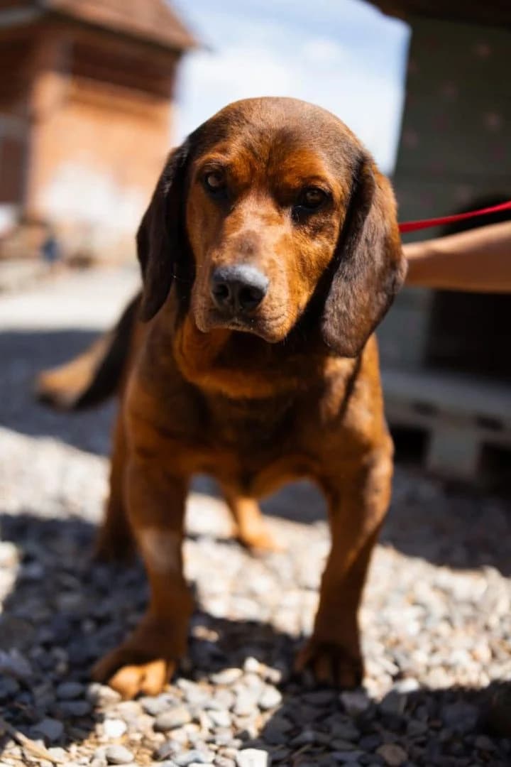 Vlatko, male young Mixed Breed for adoption at Hands4Animals e.V., Töging