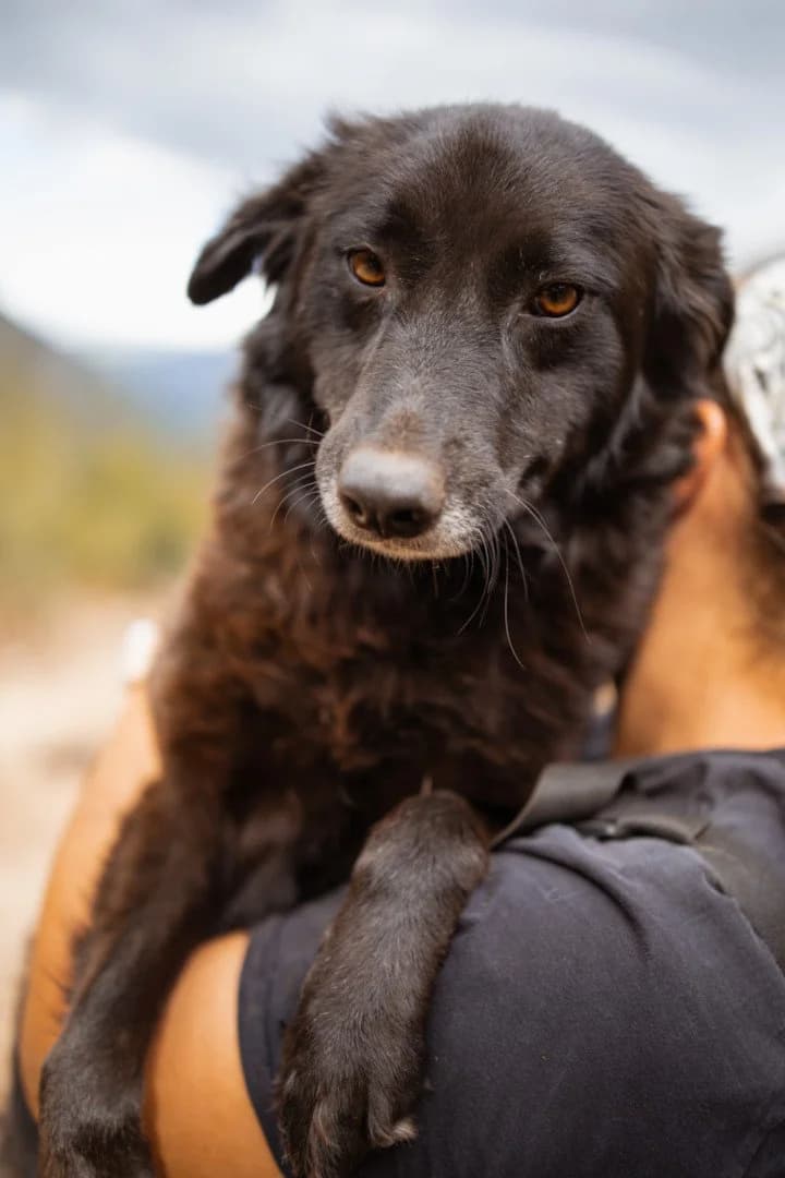 Vrcka, female 3yo Mixed Breed for adoption at Hands4Animals e.V., Töging