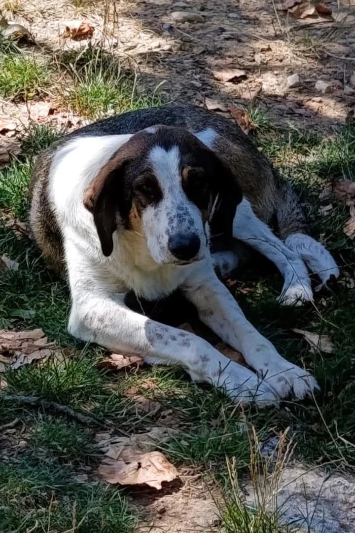 Woody, male young Mixed Breed for adoption at Hands4Animals e.V., Töging