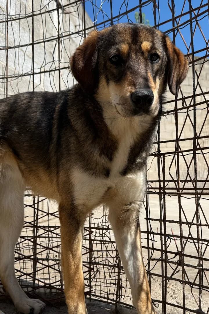 Xenia, female young Mixed Breed for adoption at Hands4Animals e.V., Töging
