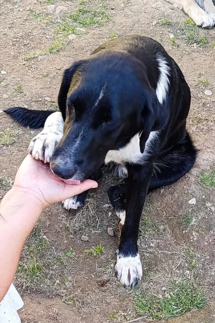Yuri, male young Mixed Breed for adoption at Hands4Animals e.V., Töging