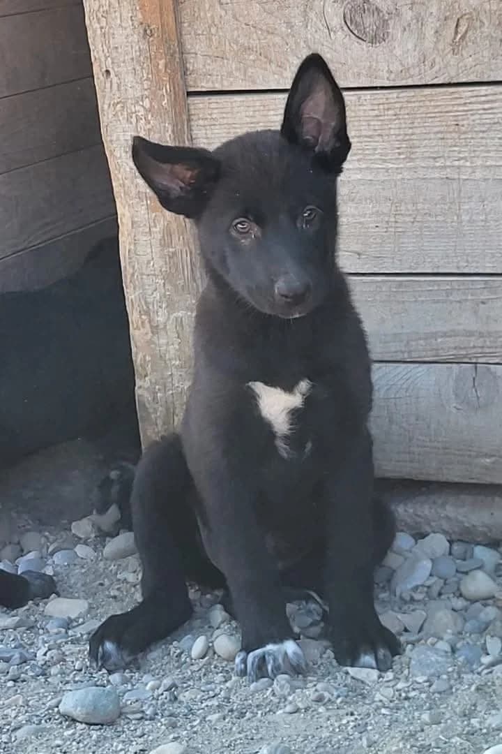 Yvette, female puppy Mixed Breed for adoption at Hands4Animals e.V., Töging