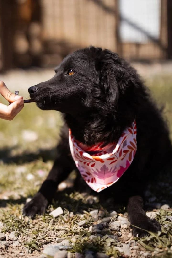 Zoa, female young German Shepherd for adoption at Hands4Animals e.V., Töging