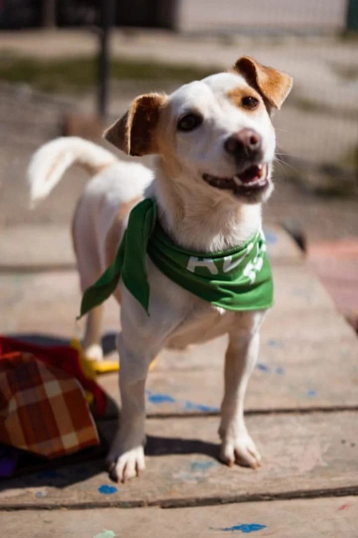 Zvonko, male young Jack Russell Terrier for adoption at Hands4Animals e.V., Töging