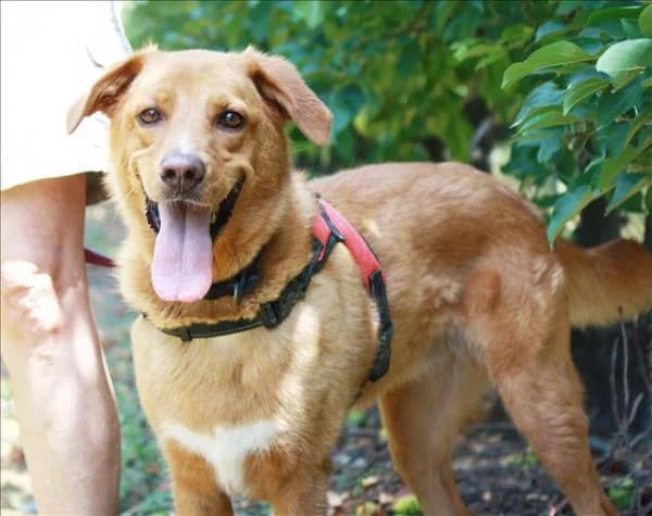 Arabela, female 4yo Labrador Retriever for adoption at Heimatlose Hunde e.V.