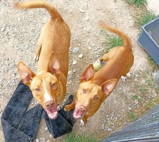 Mccartney & Mcgyver, male 3yo Podenco for adoption at Heimatlose Hunde e.V.