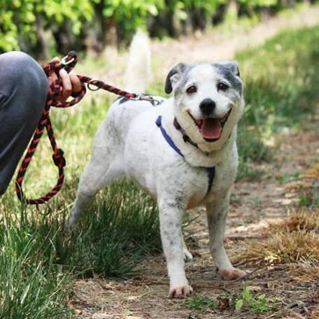 Miley, female senior Mixed Breed for adoption at Heimatlose Hunde e.V.