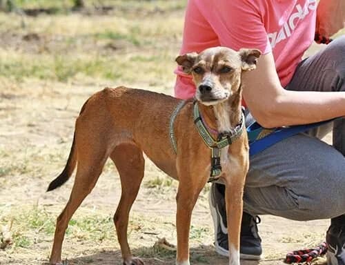 Niebla, female senior mixed breed for adoption at Heimatlose Hunde e.V.