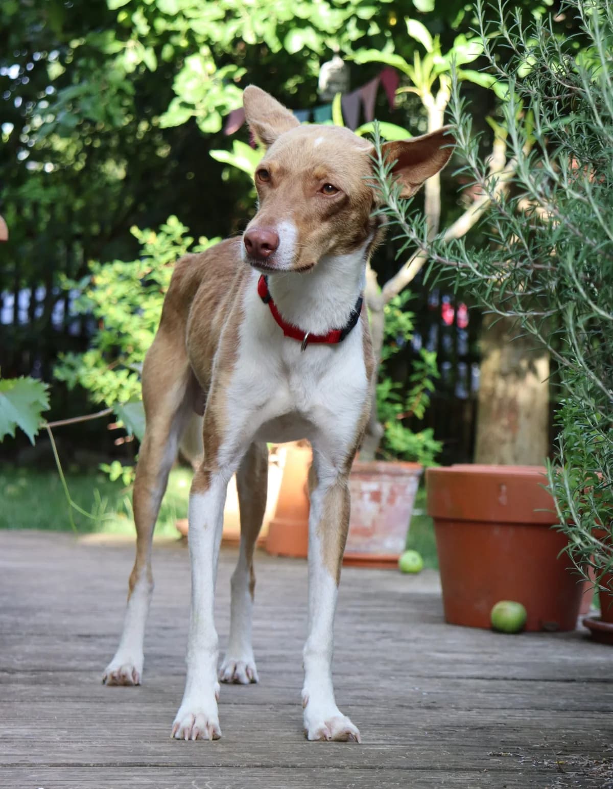 Tintin, male 3yo Podenco for adoption at Heimatlose Hunde e.V.