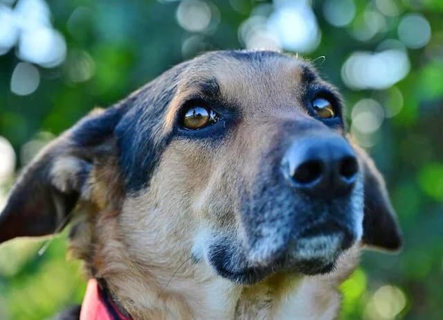 Canela, female German Shepherd for adoption at Helfende Hände e.V.