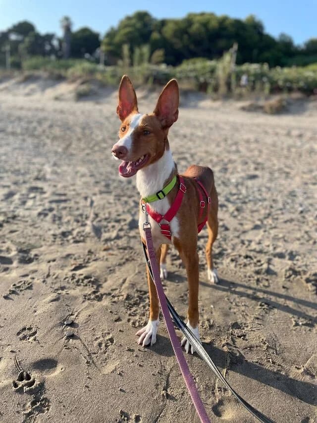 Bosco, male Podenco for adoption at Helfende Hände e.V.