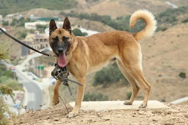 Rocky, male Belgian Malinois for adoption at Helfende Hände e.V.