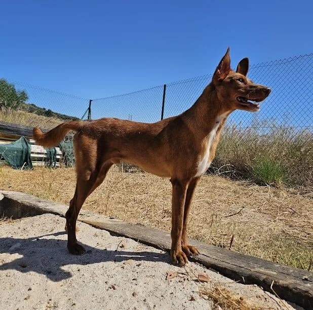 Vicente, male 4yo Podenco for adoption at Helfende Hände e.V.