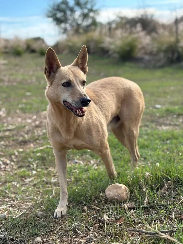 Guzman, male 6yo Podenco for adoption at Helfende Hände e.V.