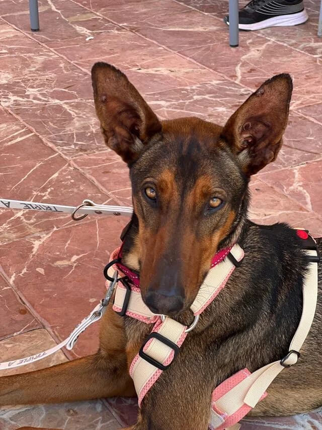 Mia, female young Belgian Malinois for adoption at Helfende Hände e.V.