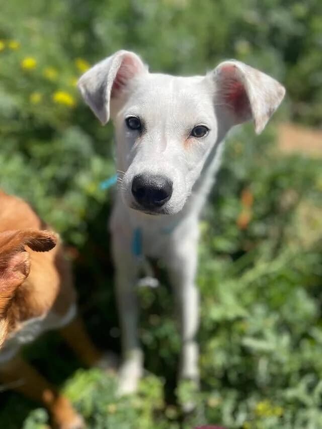 Linnea, female puppy Mixed Breed for adoption at Helfende Hände e.V.