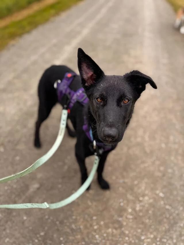 Cera, female German Shepherd for adoption at Helfende Hände e.V.