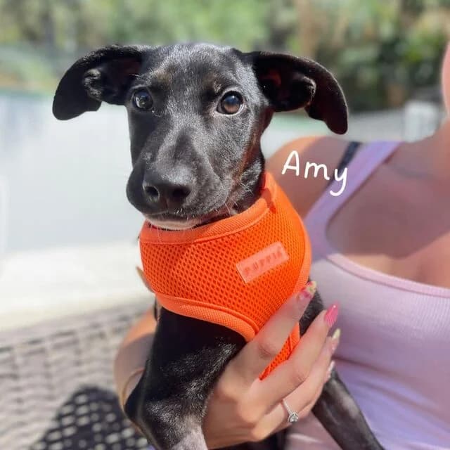 Amy, female puppy Mixed Breed for adoption at Helfende Hände e.V.
