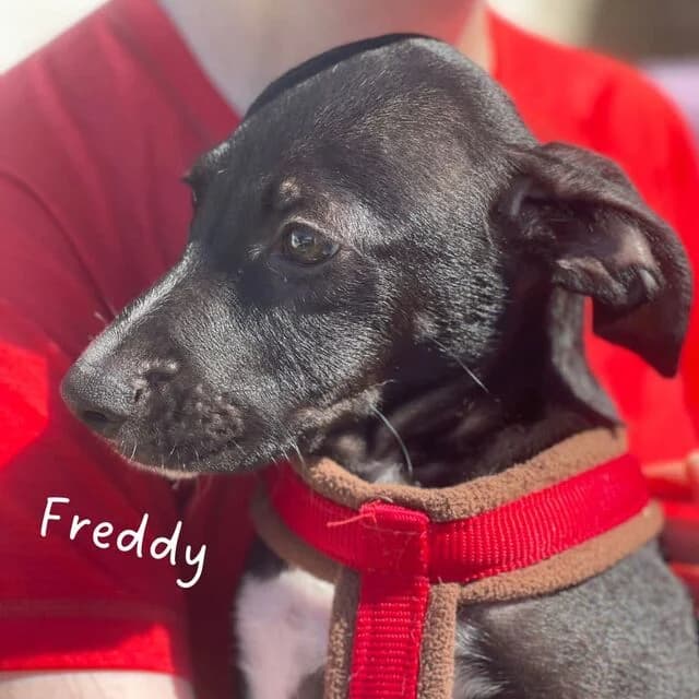 Freddy, schwarz male puppy Mixed Breed for adoption at Helfende Hände e.V.
