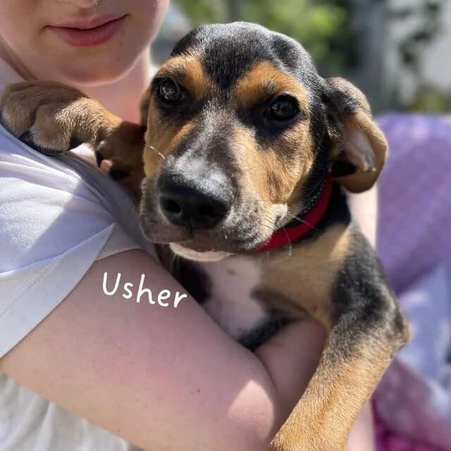 Usher, schwarz male puppy Mixed Breed for adoption at Helfende Hände e.V.