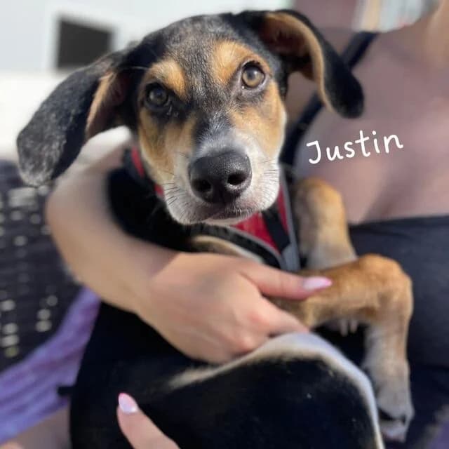 Justin, schwarz male puppy Mixed Breed for adoption at Helfende Hände e.V.