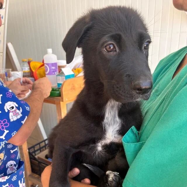 Welpenmädchen Blaubeere, female puppy Mixed Breed for adoption at Helfende Hände e.V.