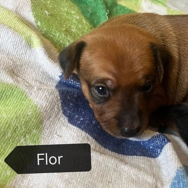 Flor, female puppy Mixed Breed for adoption at Helfende Hände e.V.
