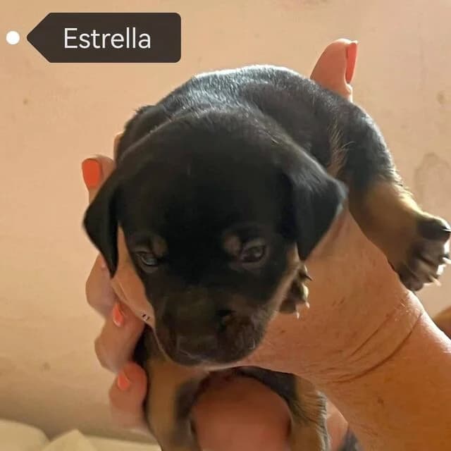 Estrella, female puppy Mixed Breed for adoption at Helfende Hände e.V.