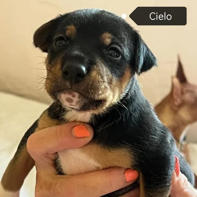 Cielo, male puppy Mixed Breed for adoption at Helfende Hände e.V.