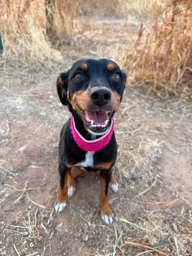 Oliviere, female Mixed Breed for adoption at Helfende Hände e.V.