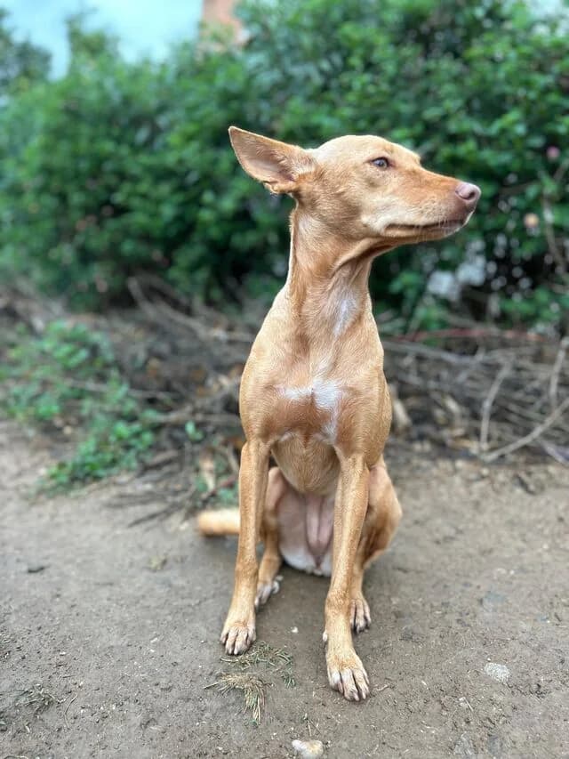 Harmony, female puppy Podenco for adoption at Helfende Hände e.V.