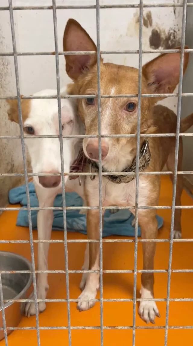 Joseph, male Podenco for adoption at Helfende Hände e.V.