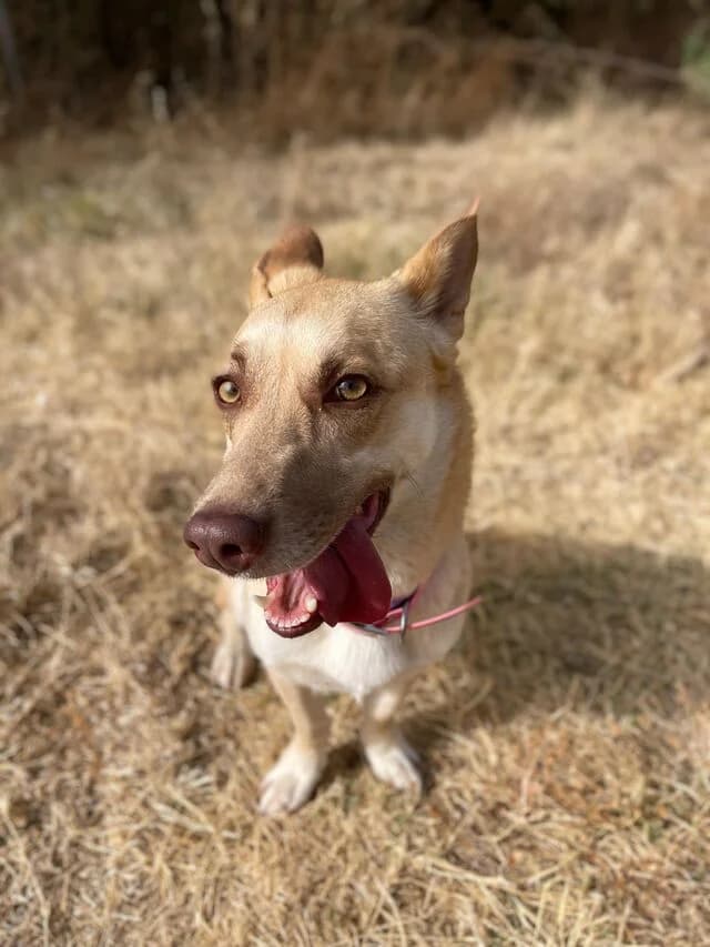 Zoe, female Podenco for adoption at Helfende Hände e.V.