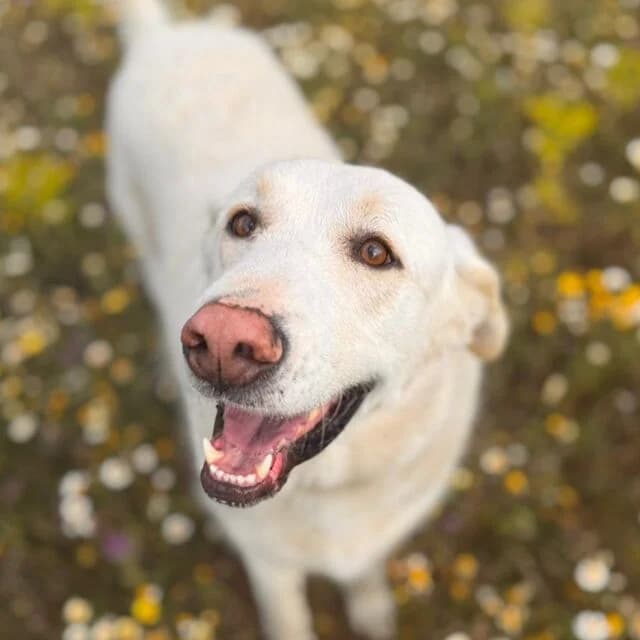 Maya, female Mixed Breed for adoption at Helfende Hände e.V.