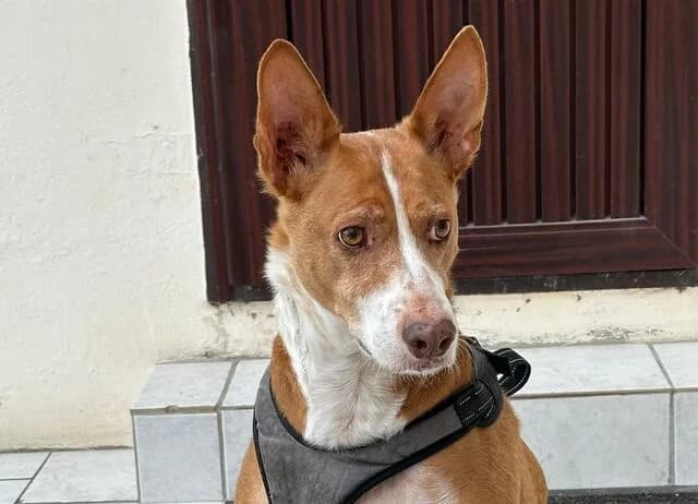 Boomer (D), male Podenco for adoption at Helfende Hände e.V.