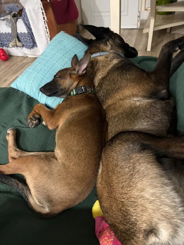 Jarana, female Belgian Malinois for adoption at Helfende Hände e.V.