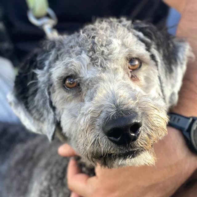 Truffles, male mixed breed for adoption at Helfende Hände e.V.