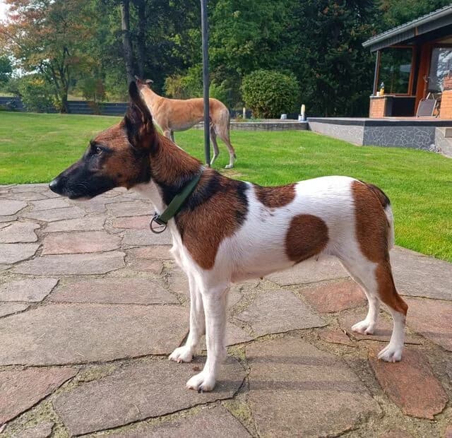 Frieda, female 4yo mixed breed for adoption at Helfende Hände e.V.