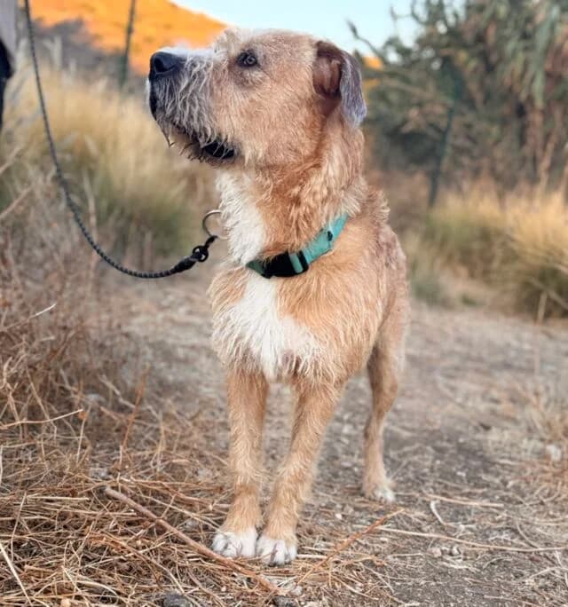 Pocholo, male young Mixed Breed for adoption at Helfende Hände e.V.