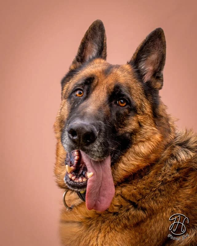 Bentley (D), male young German Shepherd for adoption at Helfende Hände e.V.
