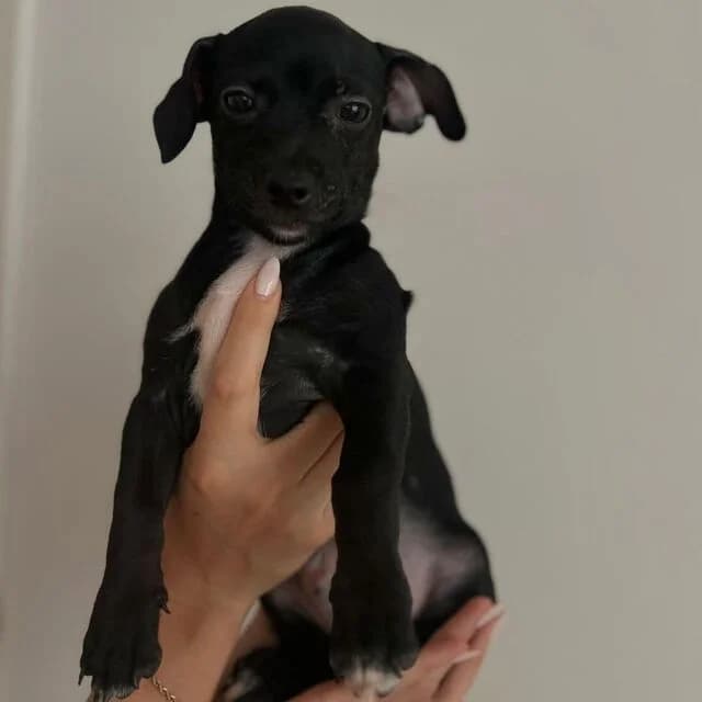 Pip, male Dachshund for adoption at Helfende Hände e.V.