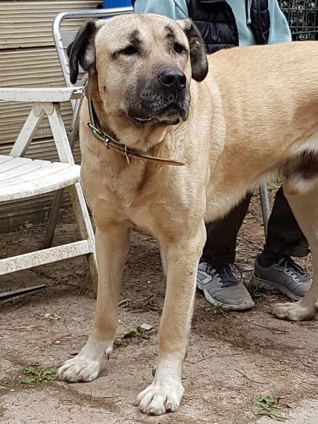 KurtRasse, male 7yo mixed breed for adoption at Herdenschutzhund-Service e. V., Pattensen