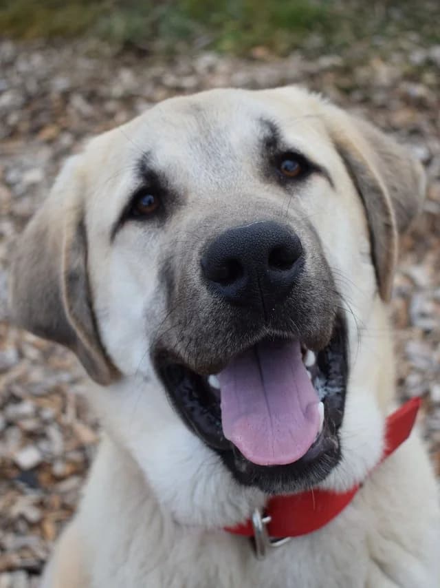 RicoRasse, male 4yo mixed breed for adoption at Herdenschutzhund-Service e. V., Pattensen