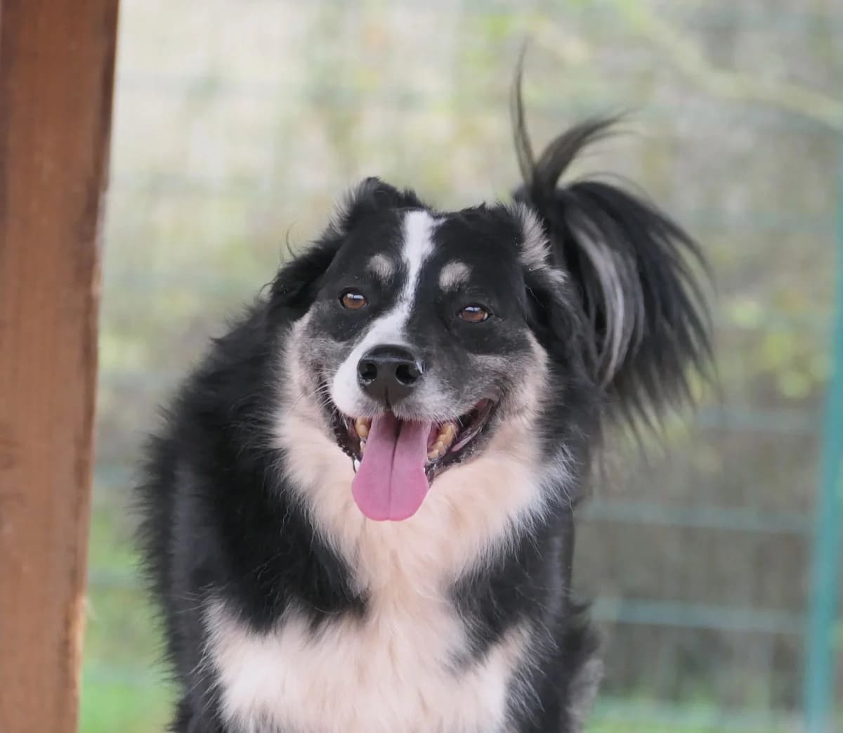 Badi, male senior mixed breed for adoption at HSH Herdenschutzhund Hilfe e.V., Erbes-Büdesheim