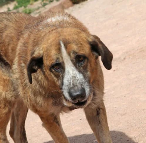 Benedil, male young Spanish Mastiff for adoption at HSH Herdenschutzhund Hilfe e.V., Erbes-Büdesheim