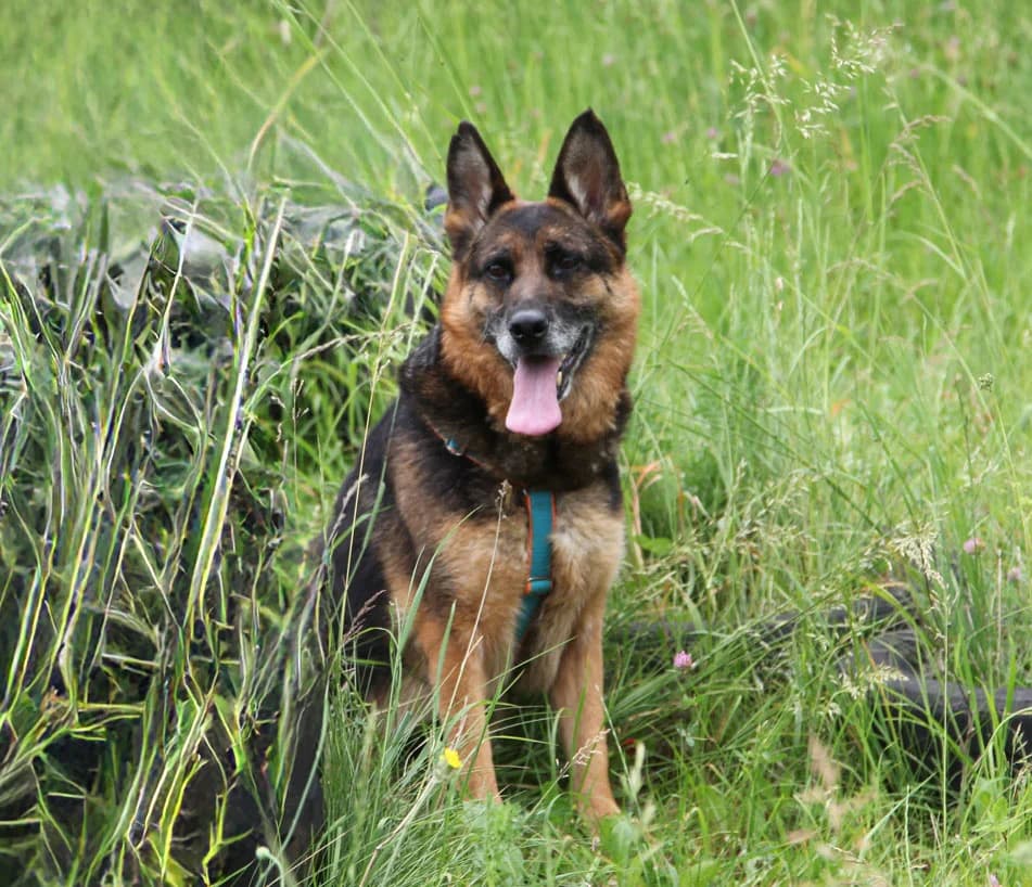 Bernadette, female 6yo German Shepherd for adoption at HSH Herdenschutzhund Hilfe e.V., Erbes-Büdesheim