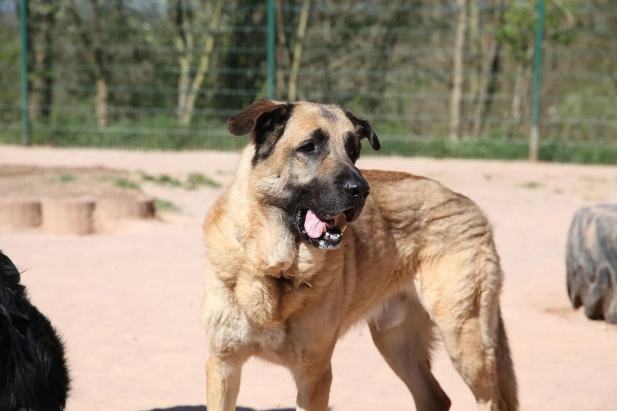 Harway, male 6yo German Shepherd for adoption at HSH Herdenschutzhund Hilfe e.V., Erbes-Büdesheim