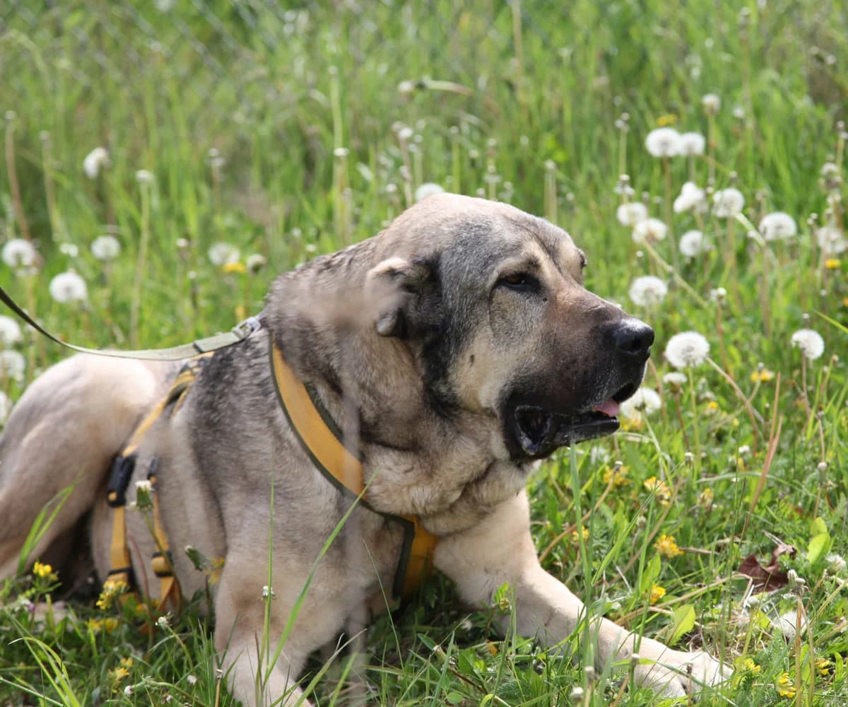 Hedonis, male 6yo mixed breed for adoption at HSH Herdenschutzhund Hilfe e.V., Erbes-Büdesheim