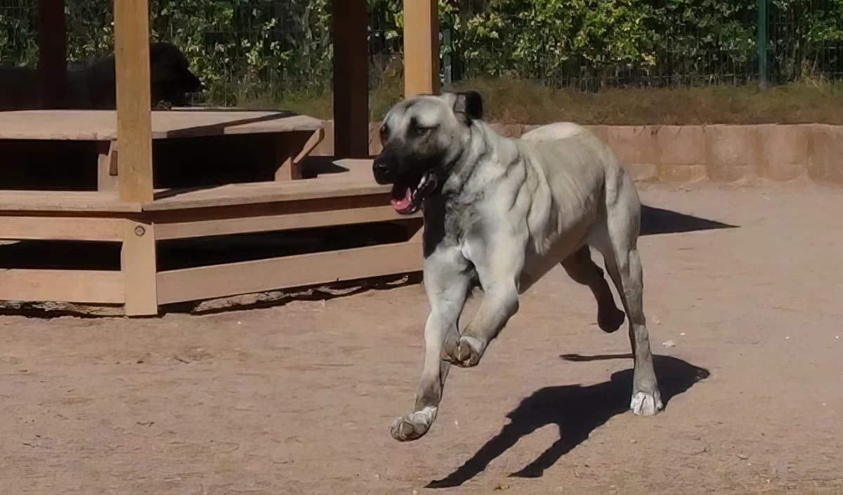 Hokapoka, female senior Kangal for adoption at HSH Herdenschutzhund Hilfe e.V., Erbes-Büdesheim